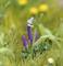 Eine Nahaufnahme zeigt eine kleine blau schimmernde Libelle, die auf zwei violetten Blüten inmitten grüner Pflanzen und Gräser sitzt.