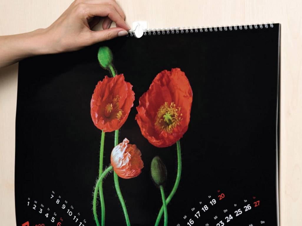 Eine Hand hängt einen Wandkalender mit einem Mohnblumenmotiv an einem Haken auf. Der Kalender zeigt ein Monatsblatt mit hervorgehobenen roten Zahlen.