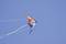 Ein bunter Drachen mit dreieckiger Form fliegt am blauen Himmel, seine Schnüre flattern im Wind.