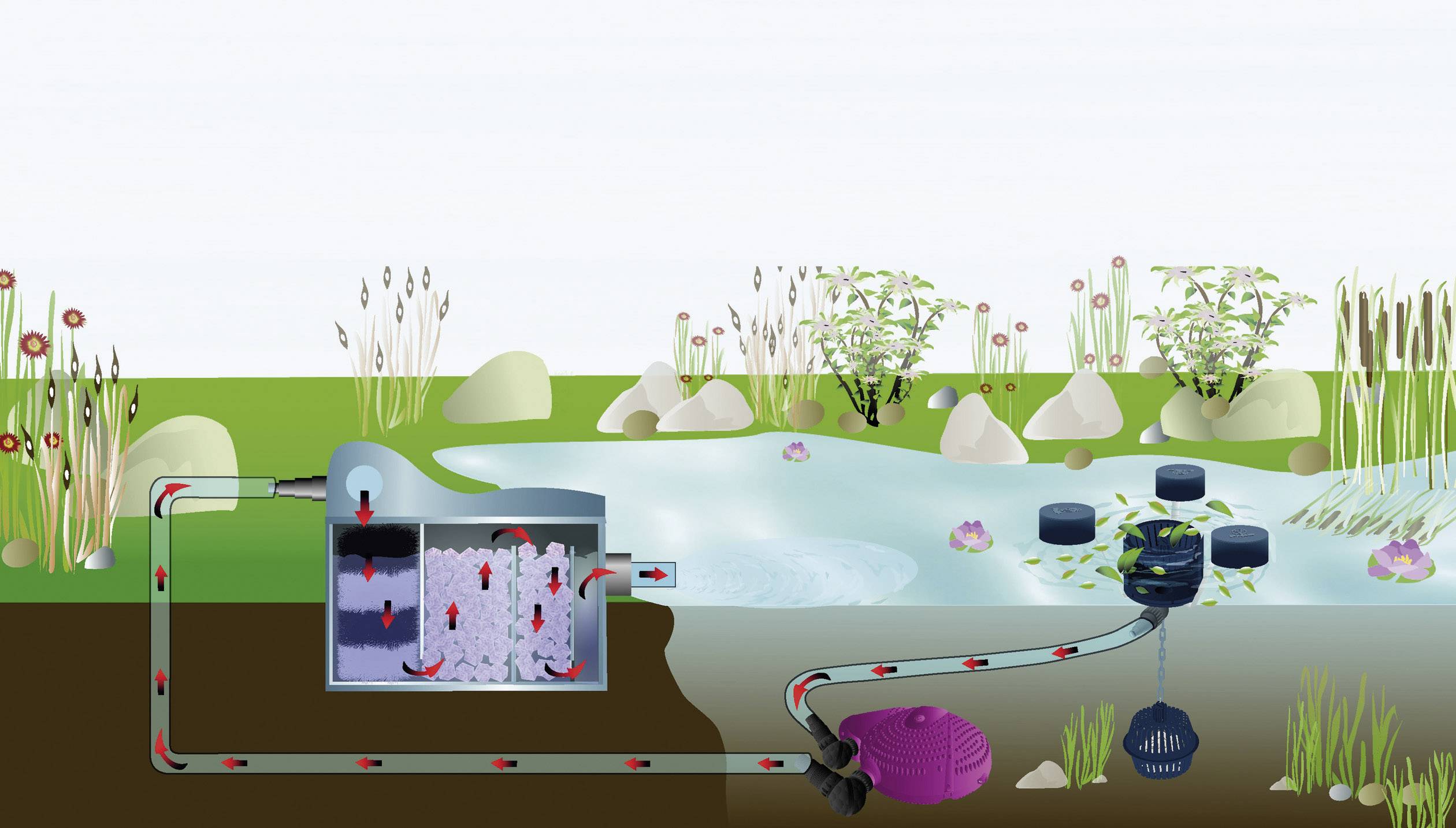 Schema einer Teichfilteranlage: Wasser fließt durch Filtersystem im linken Bereich, bevor es gereinigt in den Teich zurückkehrt.