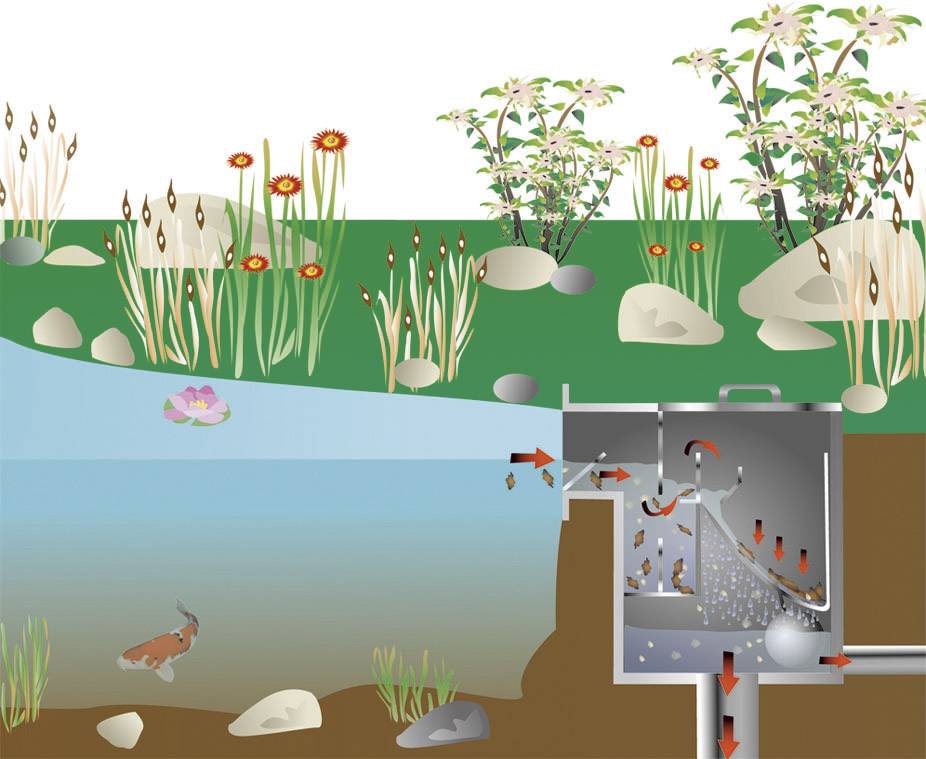 Querschnitt einer Teichkläranlage. Wasser fließt durch Schichten mit Pflanzen, die Verunreinigungen filtern. Ein Fisch im klaren Teich.