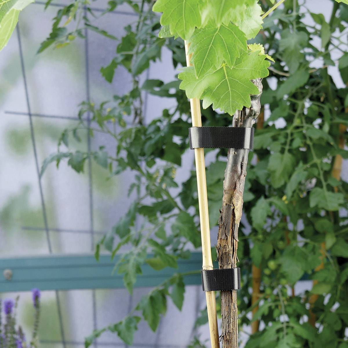 Eine junge Rebe wächst an einem Spalier, mit gesunden grünen Blättern und einem Stützstab, in einem Garten oder Gewächshaus.