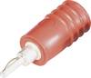 Schnepp ÜS 2040 Übergangsstecker Stecker 2 mm - Buchse 4 mm Rot 1 St.