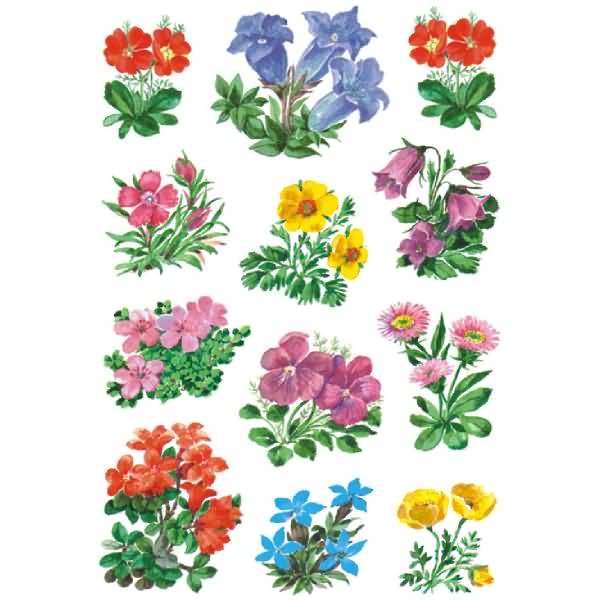 Schmucketikett Decor Gebirgsblumen VE=3 Blatt