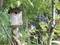 Ein hölzernes Vogelhaus hängt zwischen grünen Bäumen. Ein Vogel sitzt auf der Kante des Hauses. Hintergrund: dichter Wald.