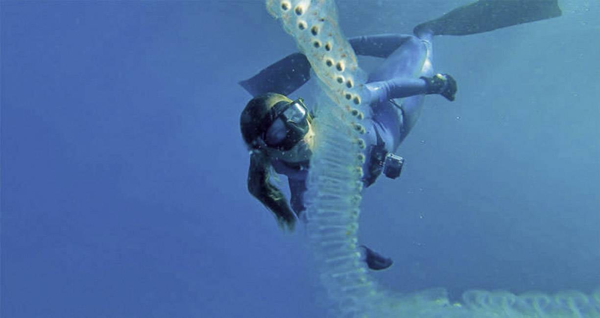 Ein Taucher schwimmt neben einer langen, transparenten Kette von Eiern oder Quallen im blauen Wasser, beobachtet sie neugierig.