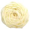 Clairefontaine 901002C Clairefontaine Krepp-Papier, (B)500 mm x (L)2 m, elfenbein