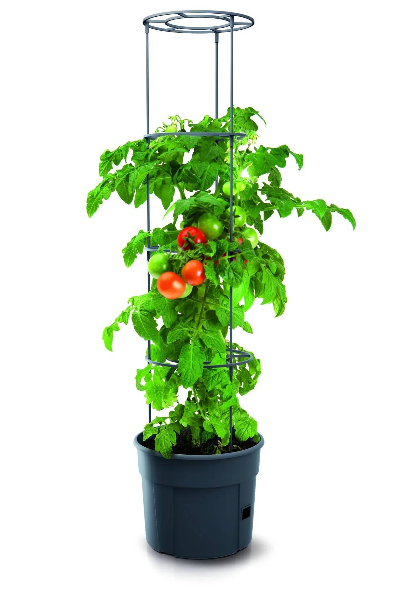 Anzuchttopf für Tomaten "Grow 2", Ø 392 mm, anthrazit-4