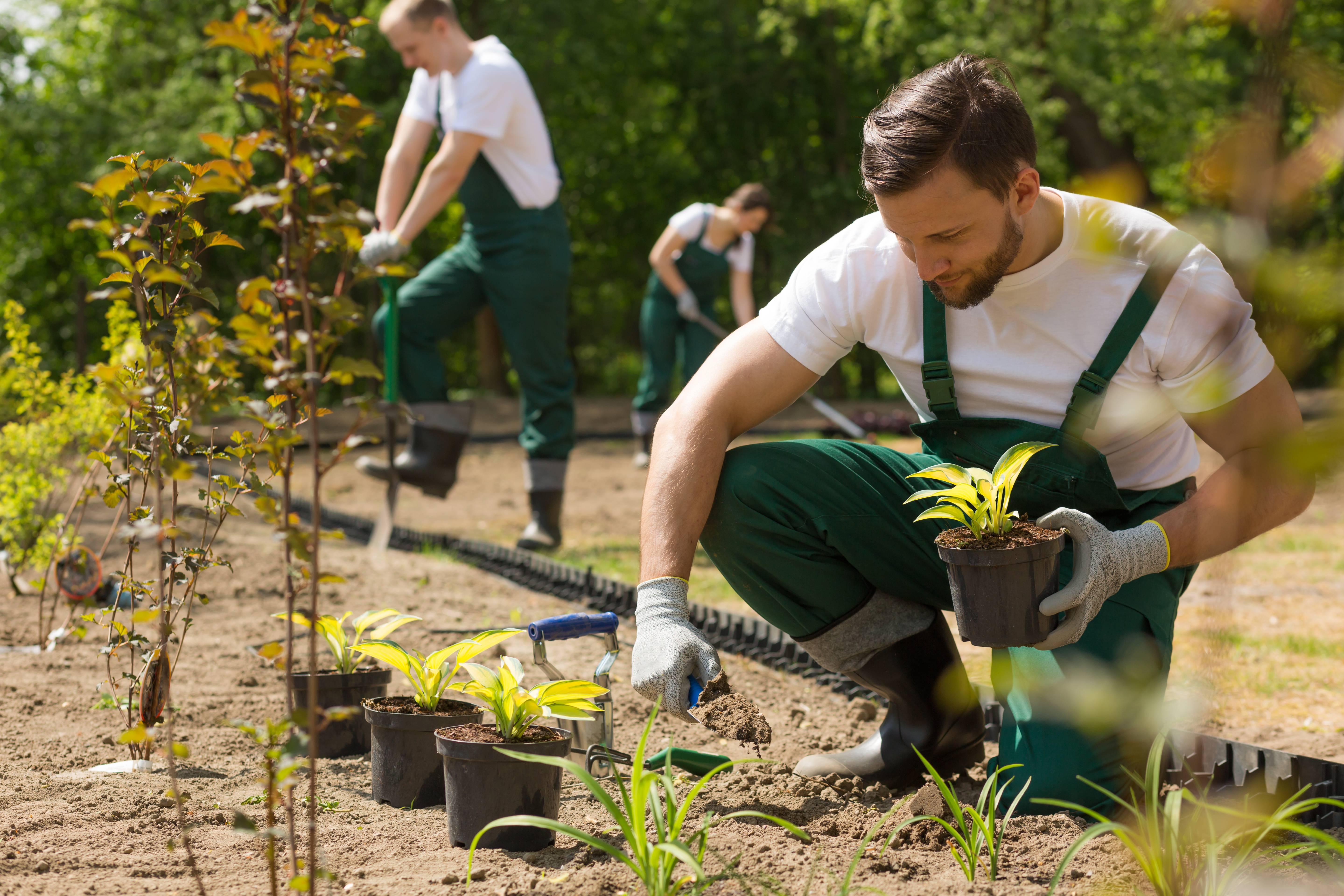 Ein Gärtner pflanzt Pflanzen in einem Gartenbeet, während im Hintergrund weitere Personen arbeiten.