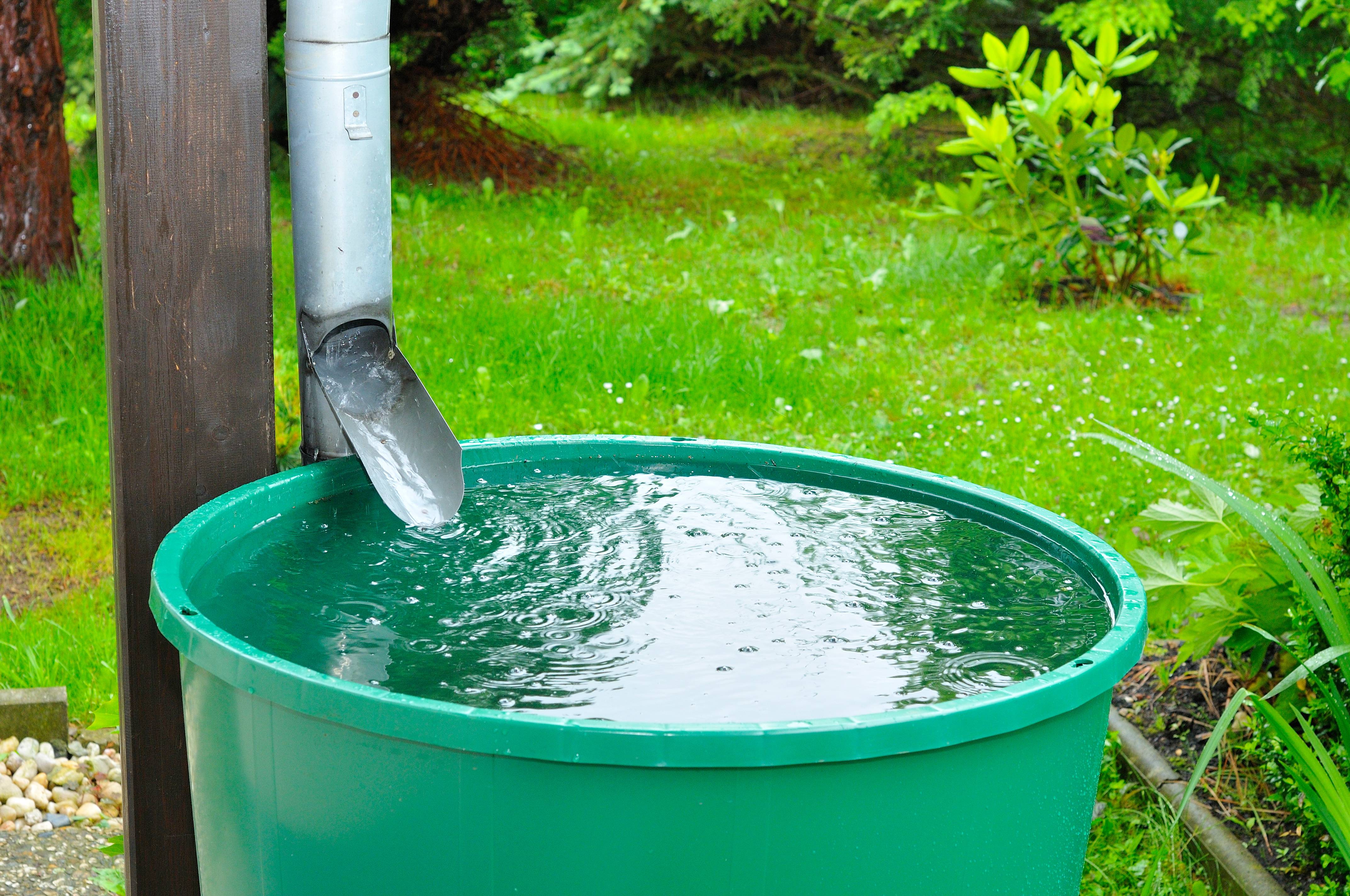Ein Fallrohr leitet Regenwasser in eine grüne Regentonne im Garten.
