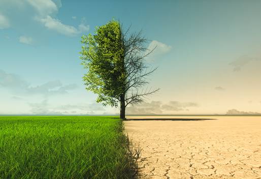 Vom satten Grün zur ausgedorrten Landschaft Das Bild zeigt eine Landschaft mit Baum, die auf der linken Seite saftig grün und auf der rechten Seite komplett ausgetrocknet ist.