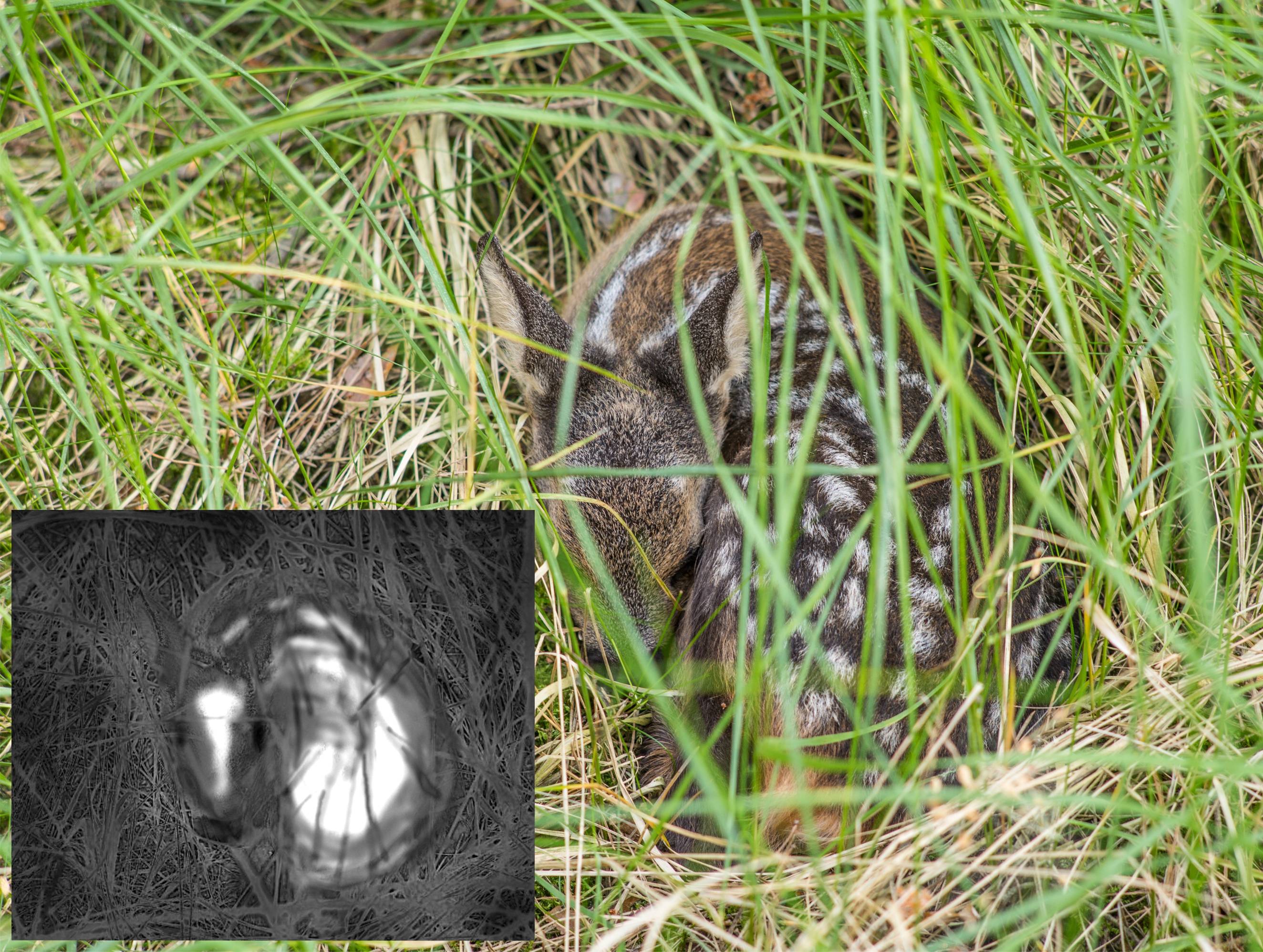 Schematische Darstellung von Videobild und Wärmebild 