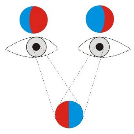 Funktionsweise der Tiefenwahrnehmung für Virtual Reality: Diagramm visualisiert unterschiedliche Augenperspektiven für ein 3D-Bild.