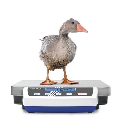 'Young grey duckling weighs 947 grams, standing on a digital scales with a blue display.'