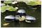 A floating sensor device in a pond, surrounded by lily pads and autumn leaves, providing environmental data monitoring.
