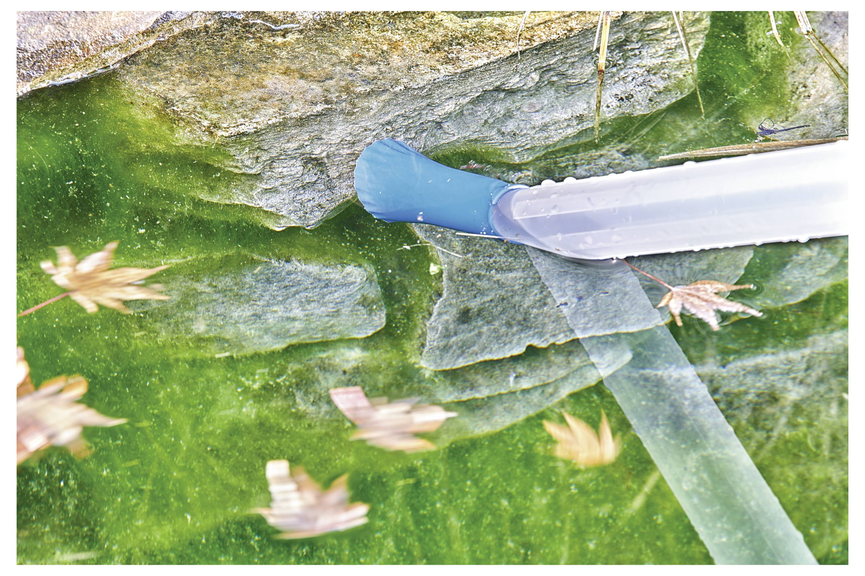 A test tube collecting a sample of green algae from a rocky surface, surrounded by floating autumn leaves.
