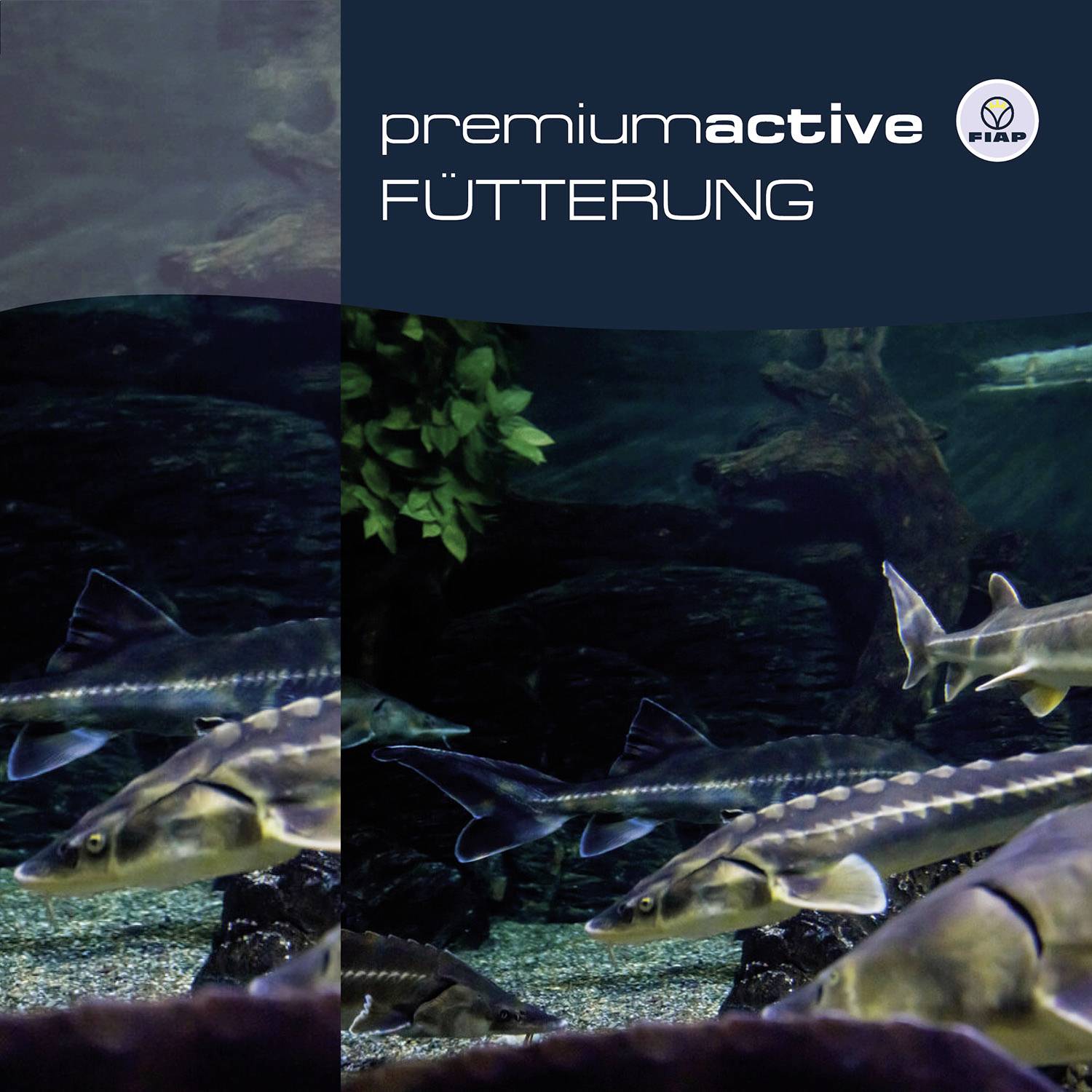 Aquarium with swimming fish in front of a rocky and plant-based backdrop. Text 'premiumactive FEEDING' in the top right corner.