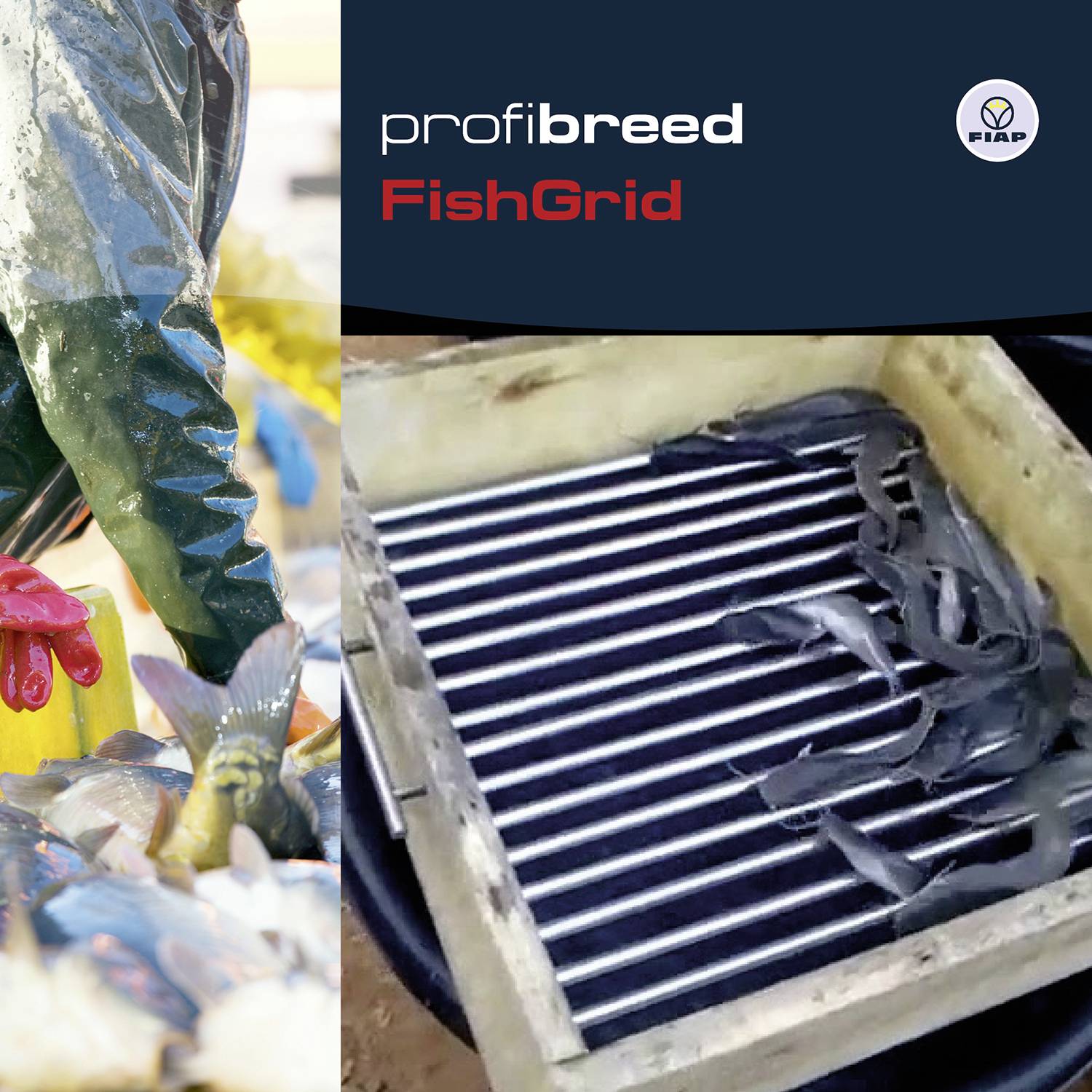 'Profibreed FishGrid' Poster: On the left, a person in protective clothing is sorting fish. On the right, a grid is placed over a container of fish.