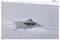 A small, floating gray object is on an icy pond, creating a melted circular area around it. Snow surrounds the pond in the background.