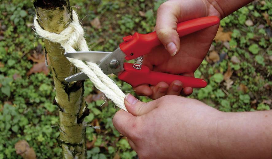 A hand is holding red garden secateurs cutting through a rope wrapped around a small tree trunk.