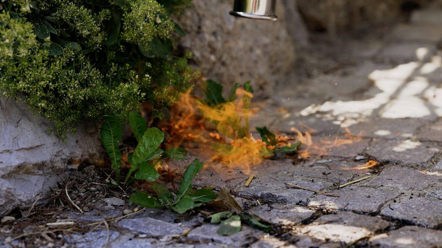 Burning plants beside a paved pathway. Flames engulf the ground vegetation. Shading and sunlight dance across the path.