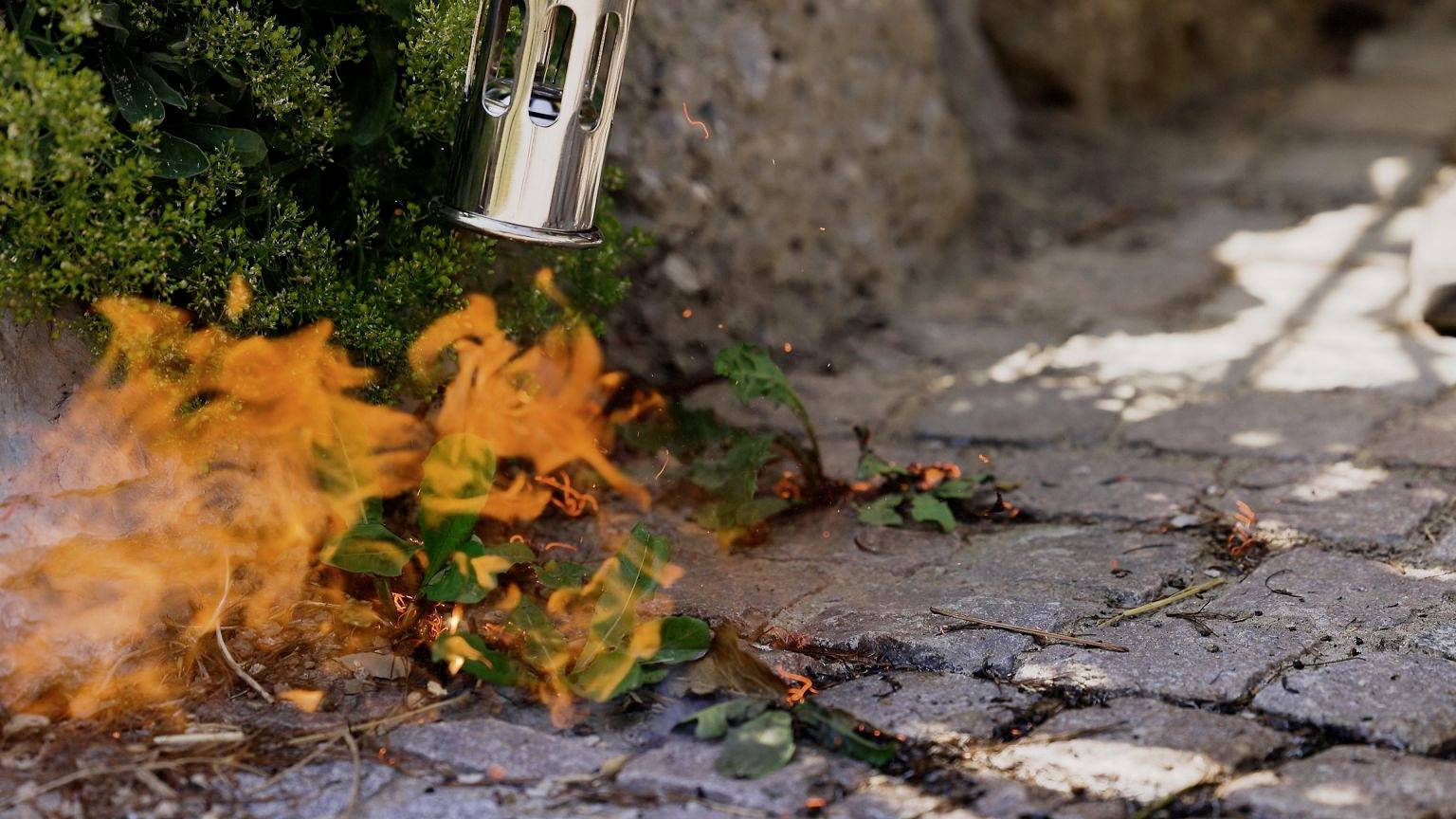 A gas burner ignites weeds on a paved path beside a stone border to eliminate unwanted plants.
