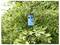 A blue wasp trap labeled 'Swiss Inno' hangs from a tree branch amidst dense green foliage.