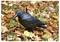 A black crow decoy stands on a bed of colorful autumn leaves, primarily yellow and orange, on a grassy surface.