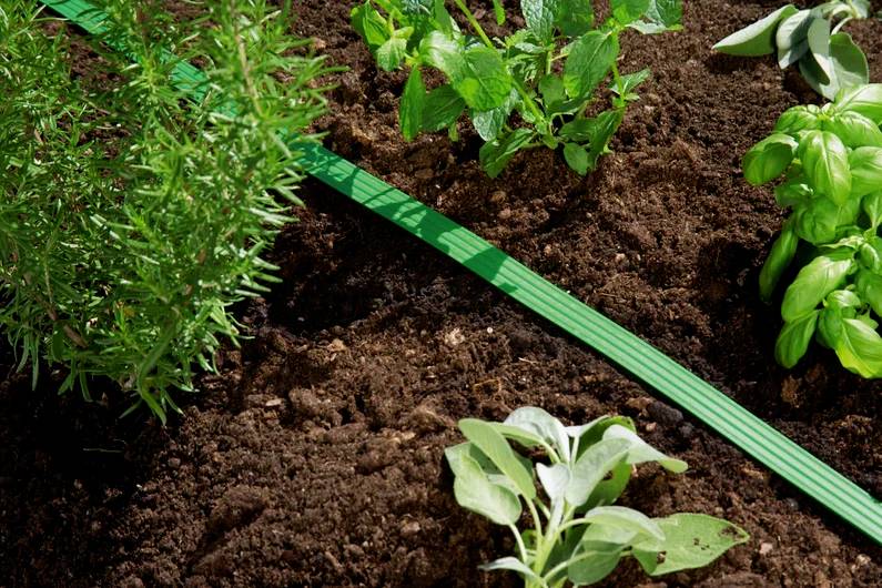 Herb garden with a green watering hose on brown soil, featuring rosemary, basil, and sage plants.