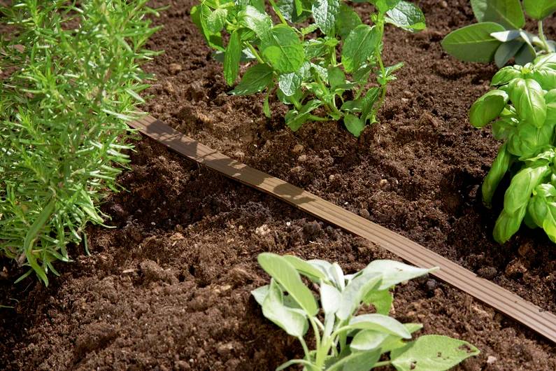 Herb garden with rosemary, mint, and basil plants growing in rich soil, separated by a wooden marker.