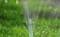 Water sprinkler sprays across lush green grass, creating droplets that catch sunlight.
