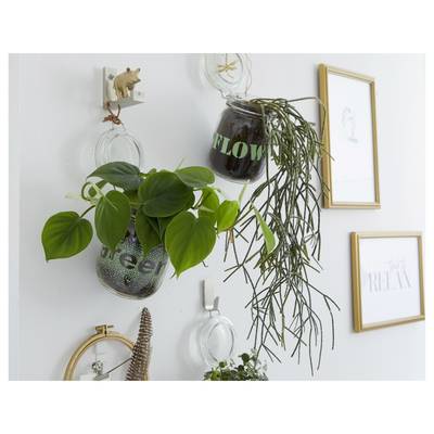Wall-mounted glass planters with green houseplants and framed botanical prints on a white wall<br>