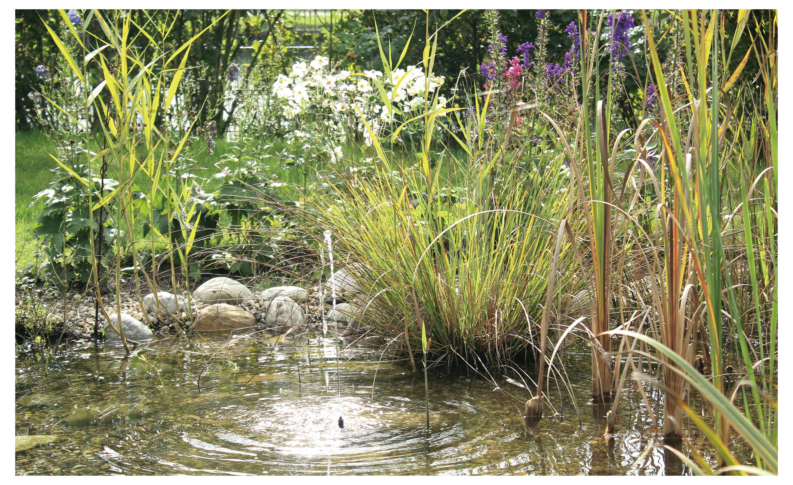 A small pond surrounded by tall grasses and blooming flowers, with clear water reflecting the lush greenery.