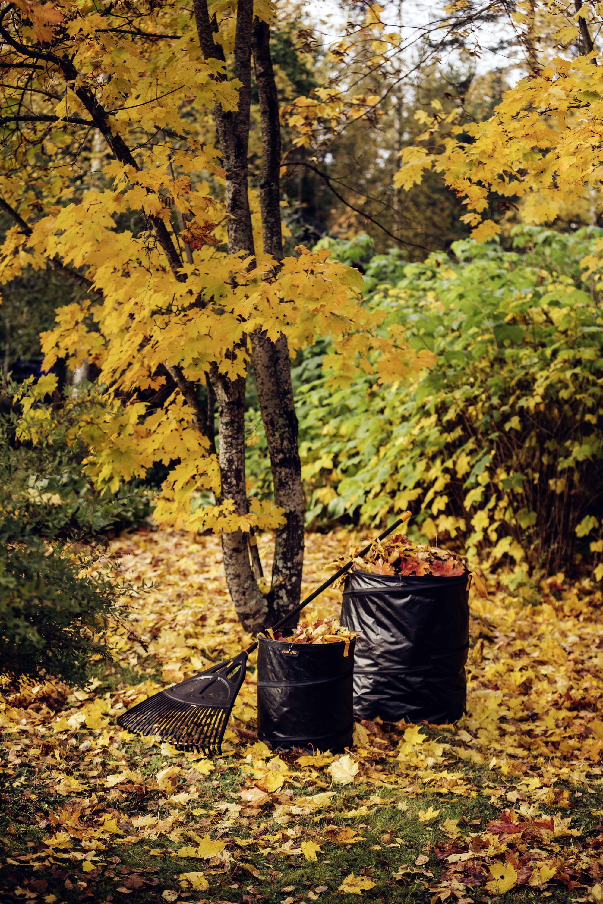 A tree with yellow autumn leaves stands in the garden. Next to it are two bags full of leaves and a rake on the autumnal ground.