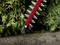 A red hedge trimmer cuts green shrubbery against a stone wall.