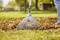 A person is using a rake to gather autumn leaves on a lawn. Trees and grass can be seen in the background.
