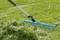 A blue rake moves freshly cut grass on a green lawn.