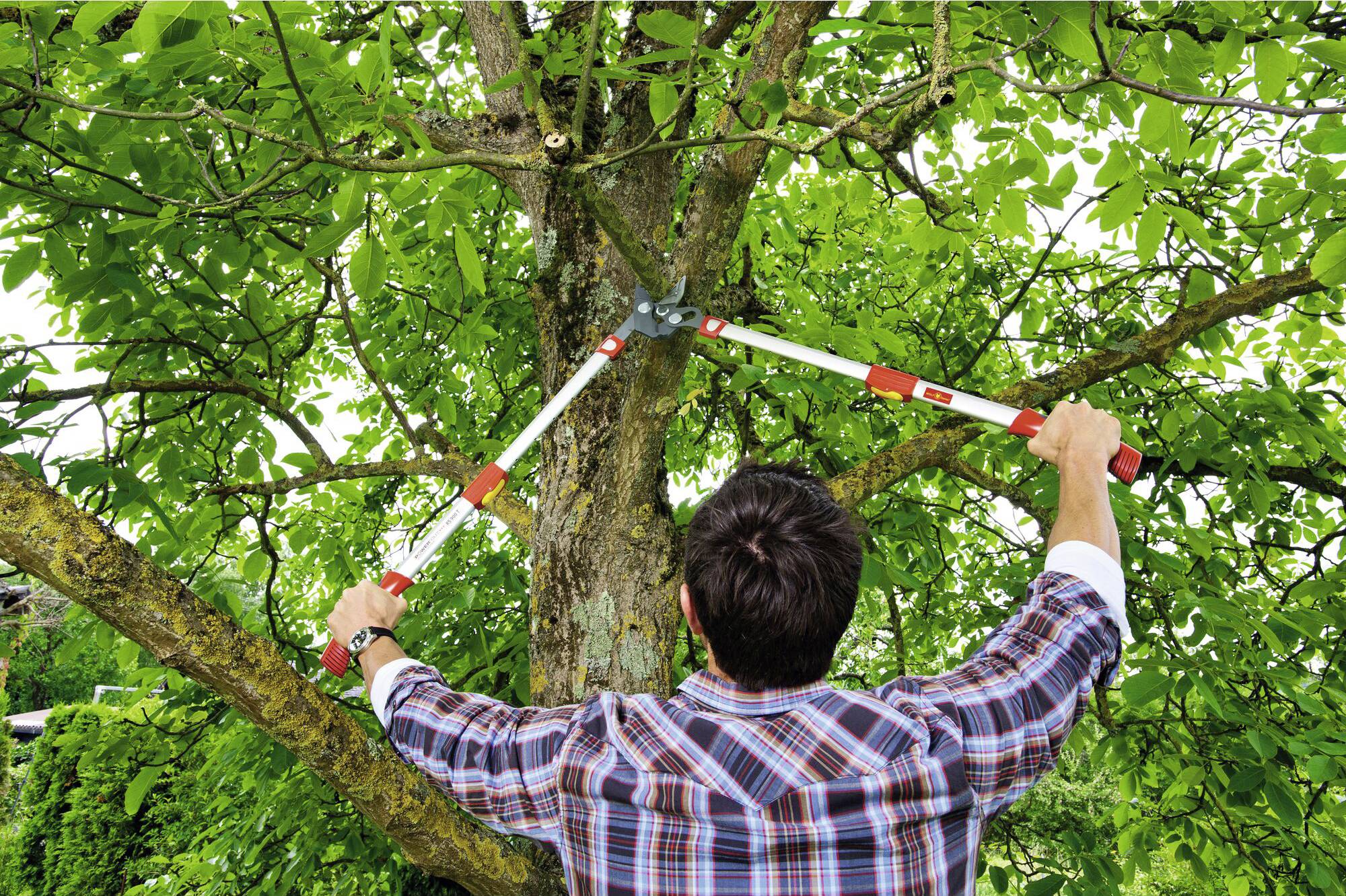 A person is pruning the upper branches of a tall tree with a pair of secateurs. The scene takes place in a lush green garden.