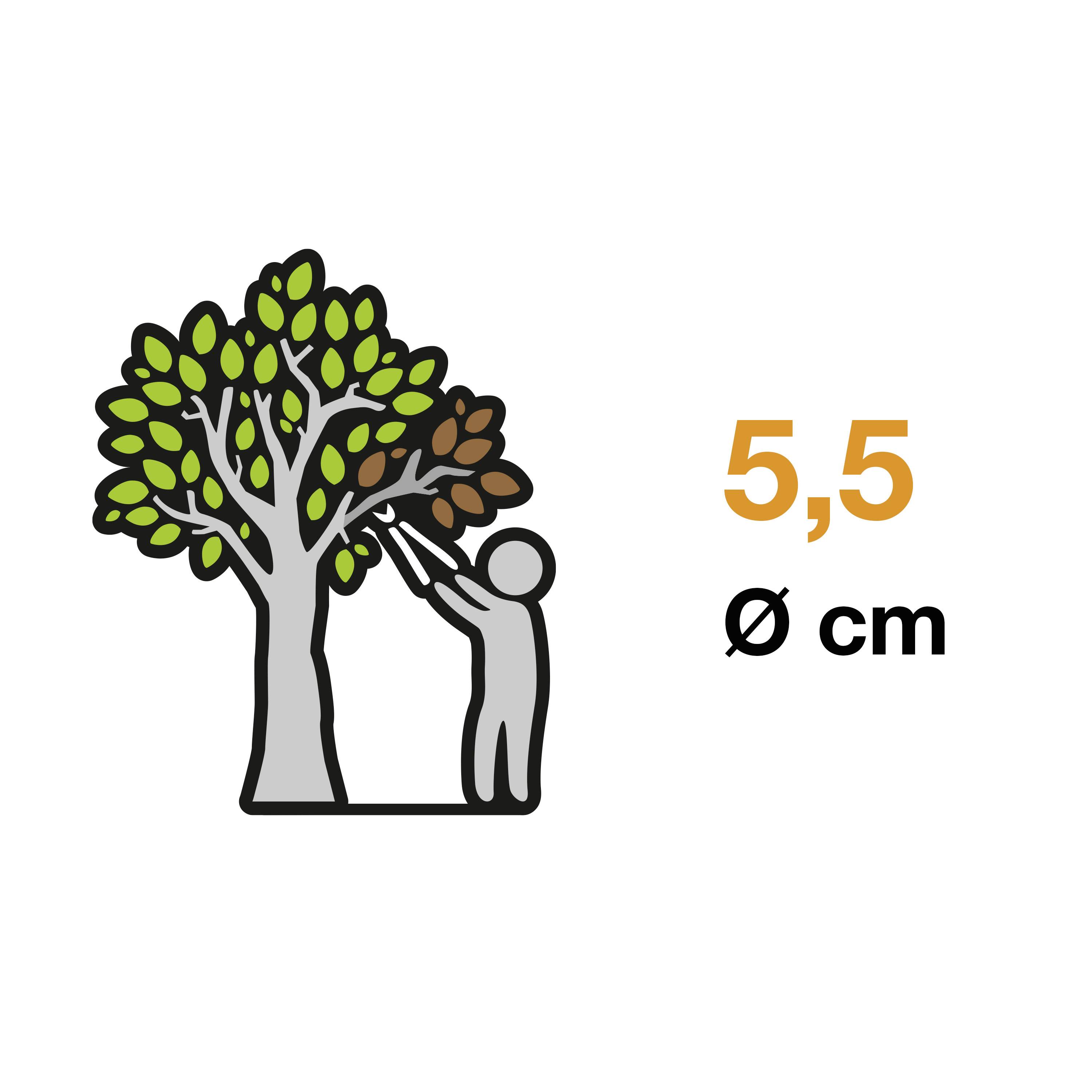 A person stands on tiptoes and picks brown leaves from a tree. Next to it is '5.5 Ø cm'.<br><br>Note: In British English, the decimal point is typically used instead of a comma for decimal notation, so "5,5" becomes "5.5".