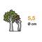 A person stands on tiptoes and picks brown leaves from a tree. Next to it is '5.5 Ø cm'.<br><br>Note: In British English, the decimal point is typically used instead of a comma for decimal notation, so "5,5" becomes "5.5".