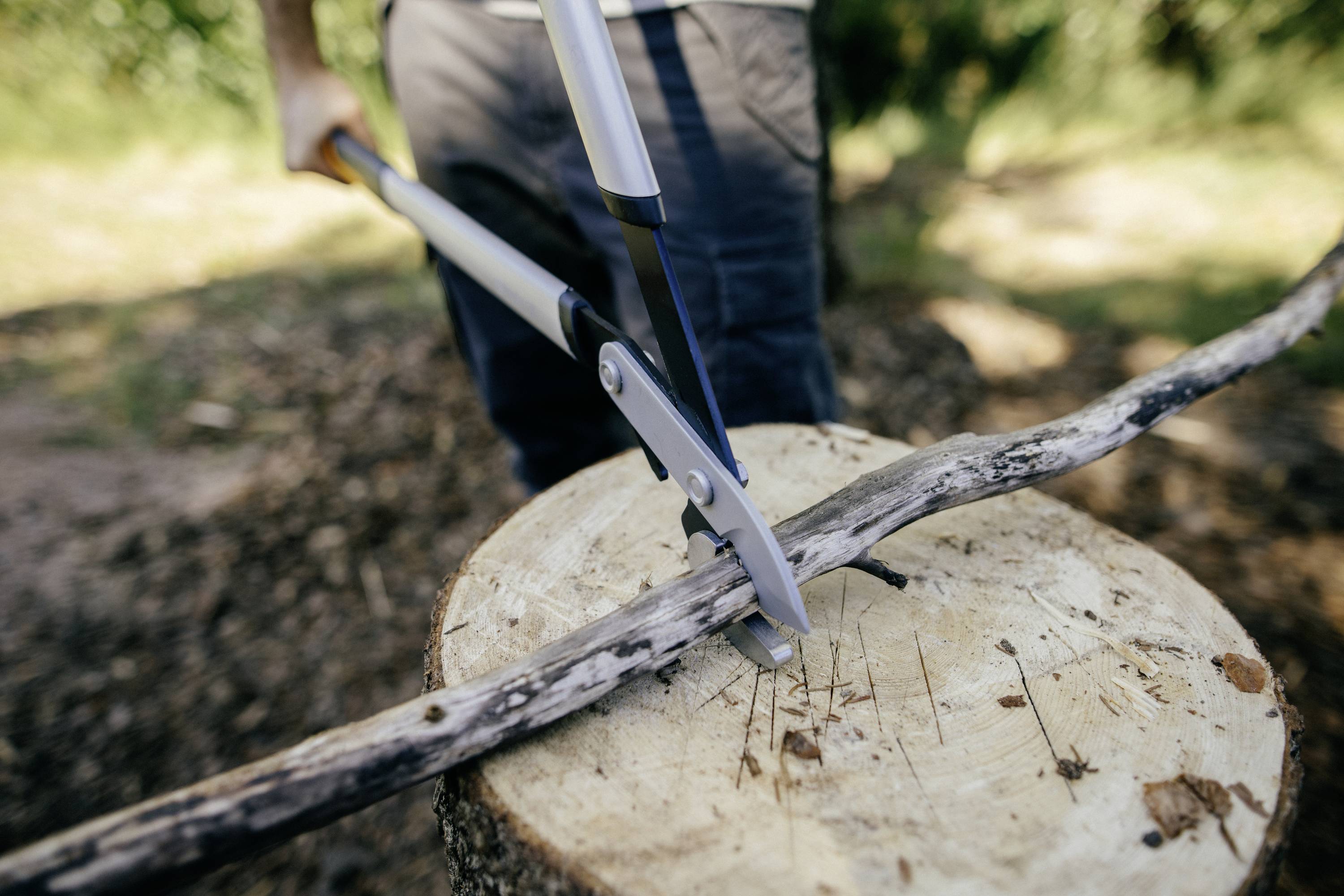 A person is cutting a dry branch with secateurs on a tree stump. Natural environment in the background.