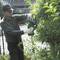 A person is trimming a hedge in the garden with an electric hedge trimmer.