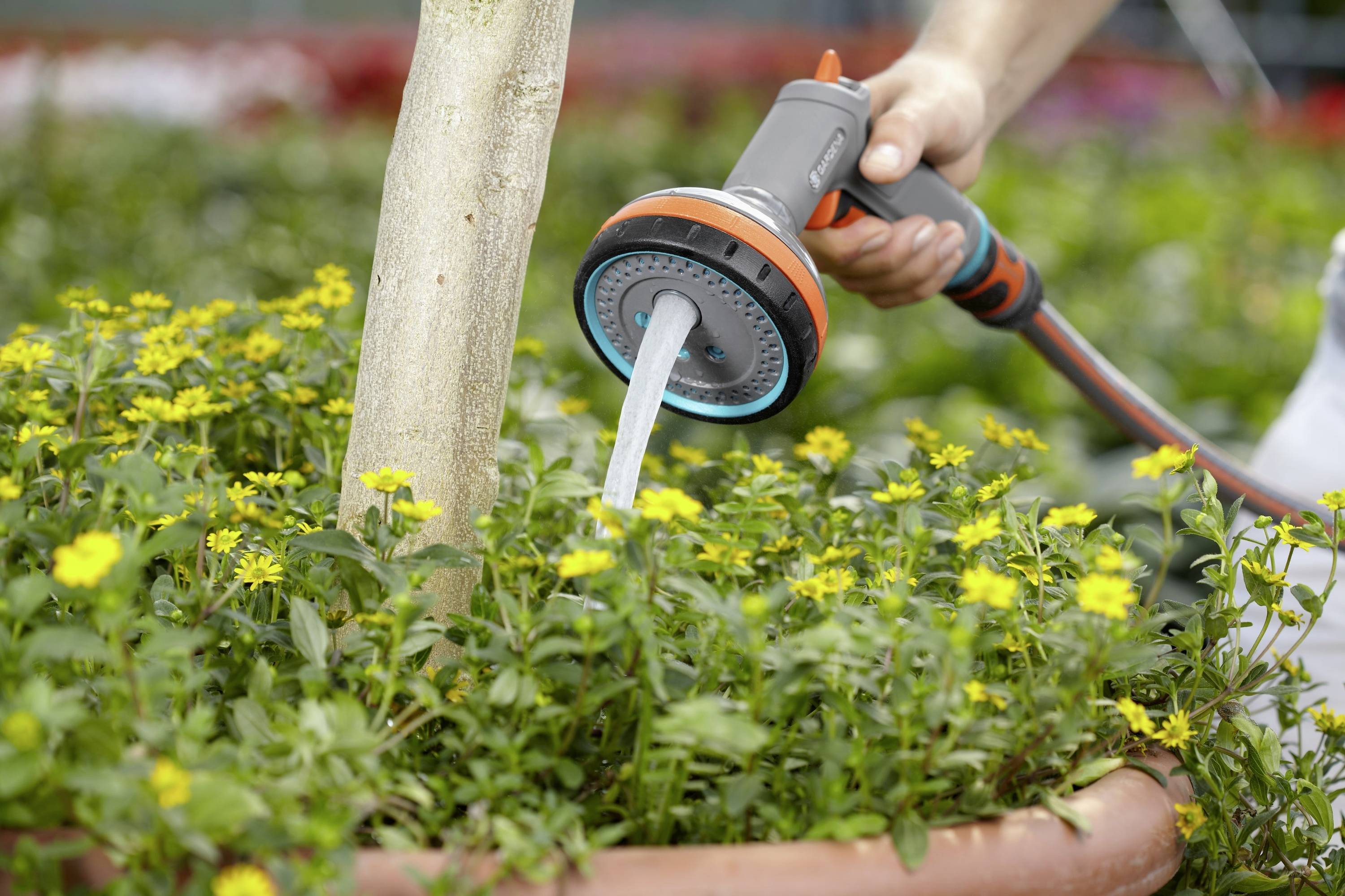 A person is watering yellow flowers in a pot with a garden hose. A tree trunk is situated in the middle of the pot.