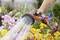 A hand holds a garden hose and waters colourful flowers in a blooming garden.