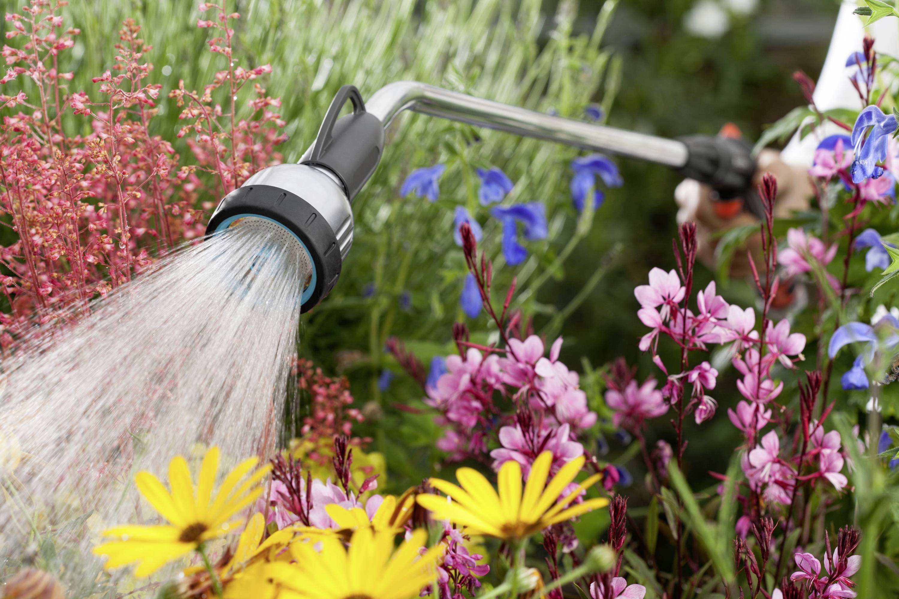 A watering can waters colourful flowers in a garden, including yellow, pink and blue blooms, surrounded by green foliage.