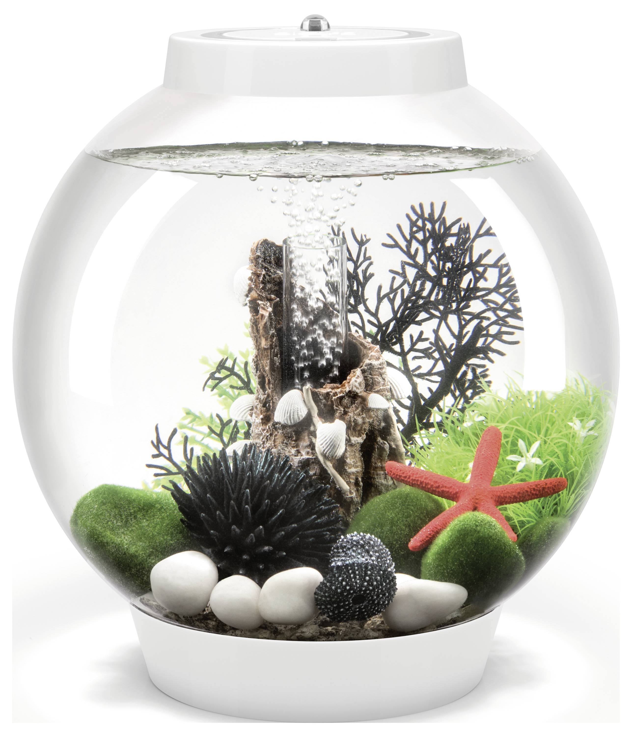 A spherical fish tank with decorative elements, including rocks, artificial coral, a starfish, and moss-like plants. No visible fish inside.