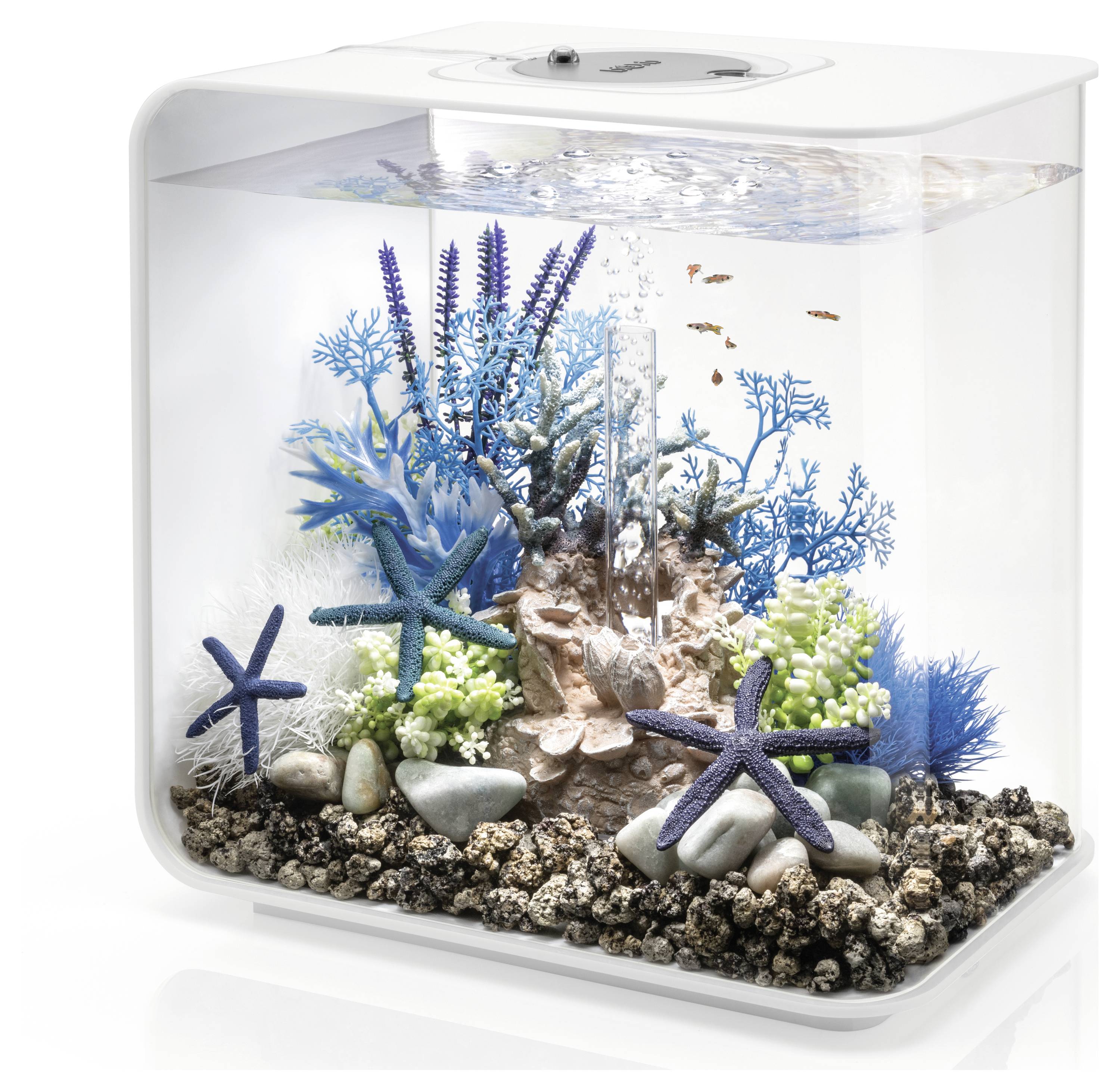 A small, rectangular fish tank featuring blue starfish, artificial coral, and several tiny orange fish swimming above a rocky substrate.