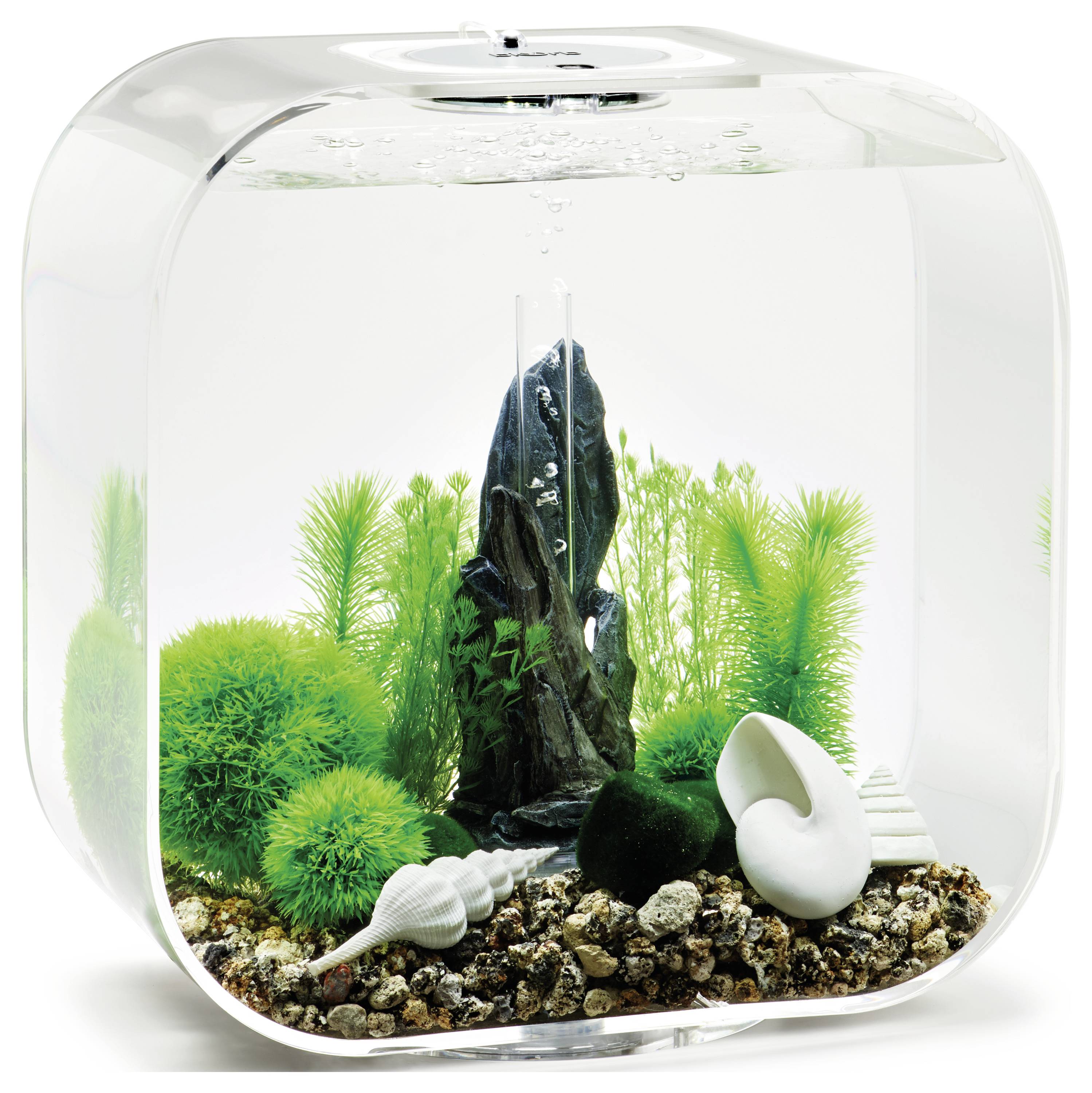 A small, clear aquarium with green plants, rocks, and decorative shells, creating a lush, underwater landscape.