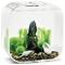 A small, clear aquarium with green plants, rocks, and decorative shells, creating a lush, underwater landscape.