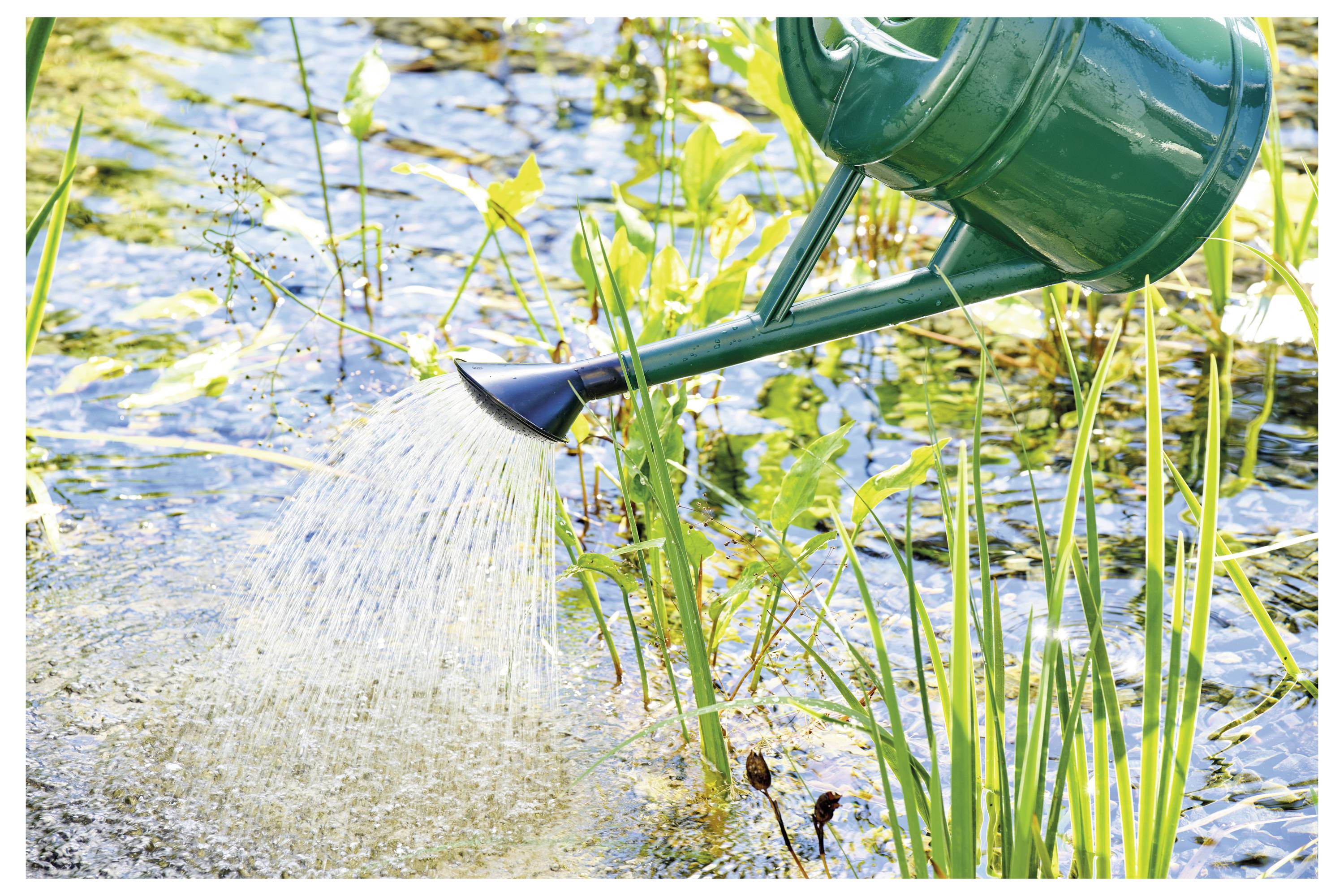 A green watering can waters plants by a pond, highlighting the concept of nurturing and environmental care.